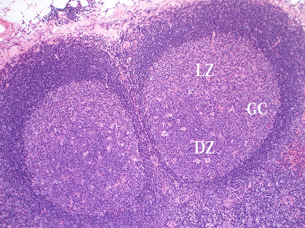 GC01.jpg