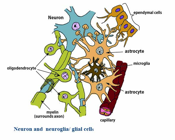 glia cells.jpg
