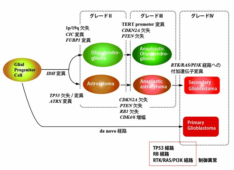 glioma-genetics01.jpg