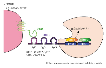 CD47-SIRPa.jpg