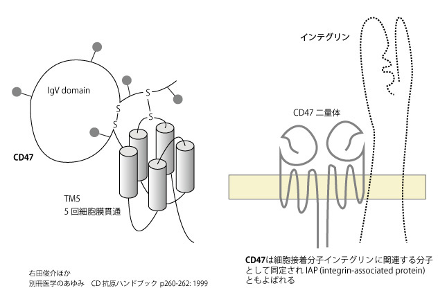 CD47.jpg