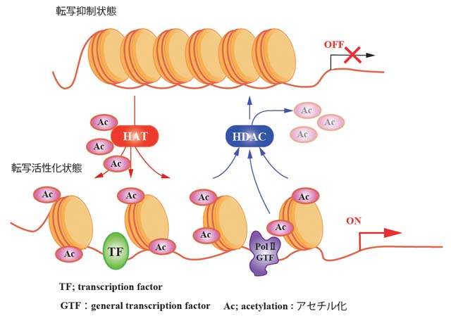 Acetylation01.jpg