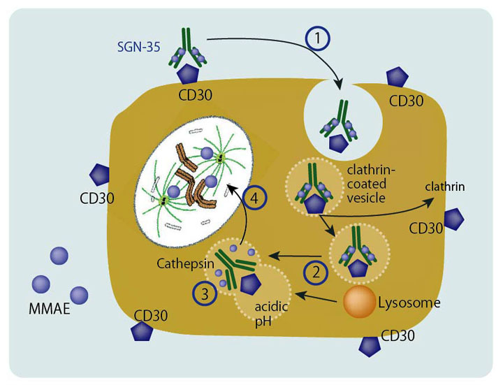 BV-cell.jpg