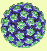HPV01.jpg