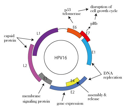 HPV16gene.jpg