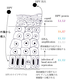 HPVlifecycle01.jpg