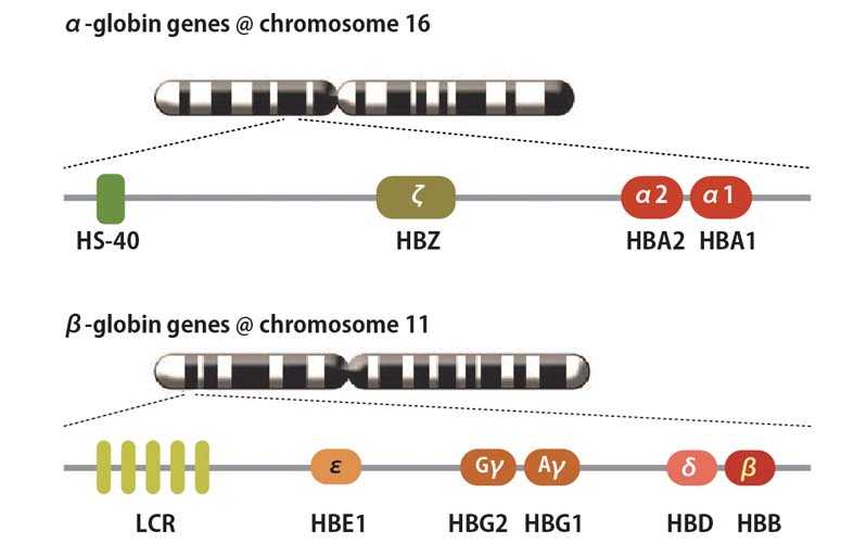 globin-genes.jpg