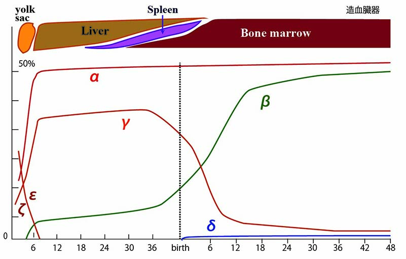 hemoglobin-curve.jpg