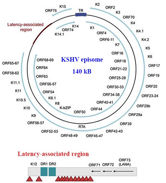HHV8 virus genomeOK.jpg