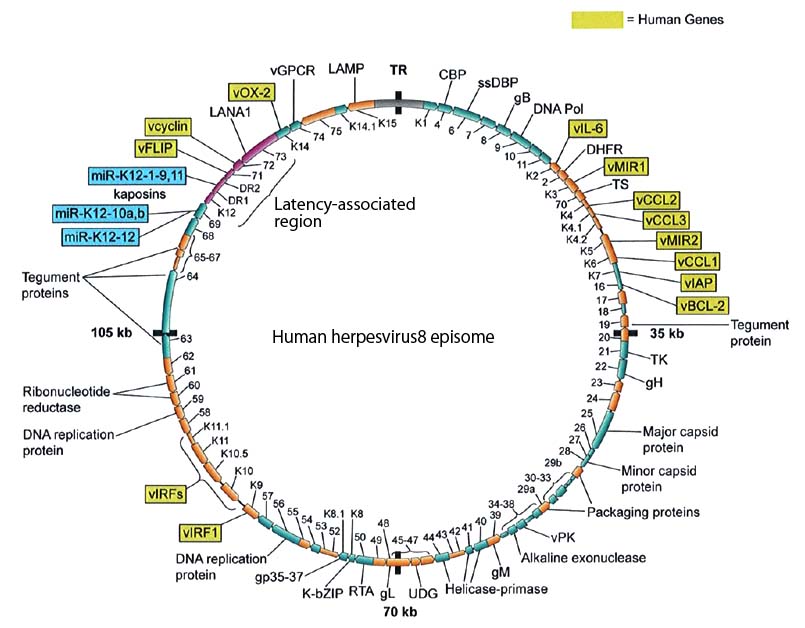 HHV8genome.jpg