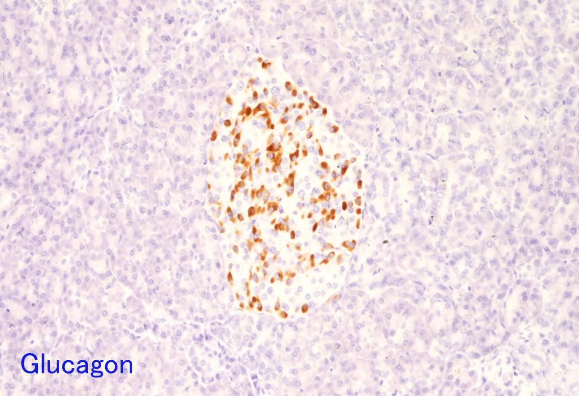 Glucagon01.jpg