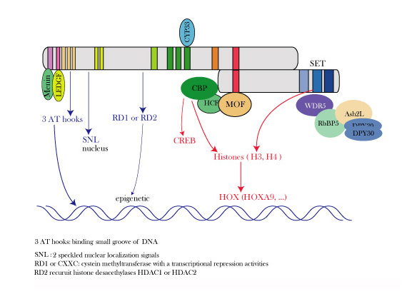 MLLbindingproteins.jpg
