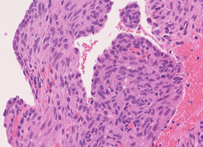 LAMcells.jpg