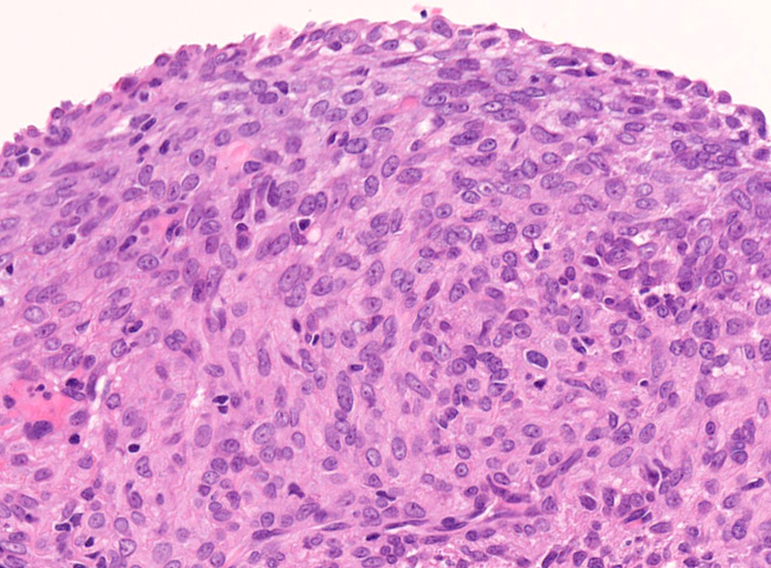 LAMcells02.jpg