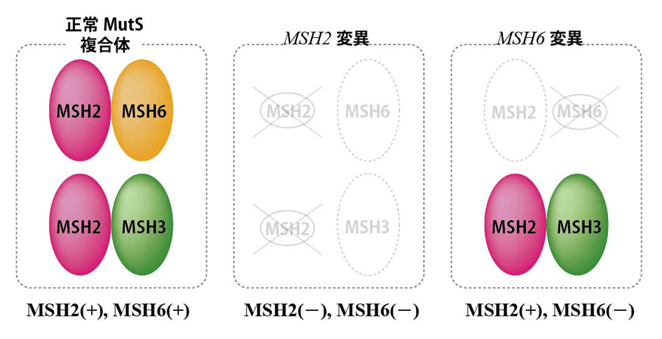 MMRprotein-pair.jpg
