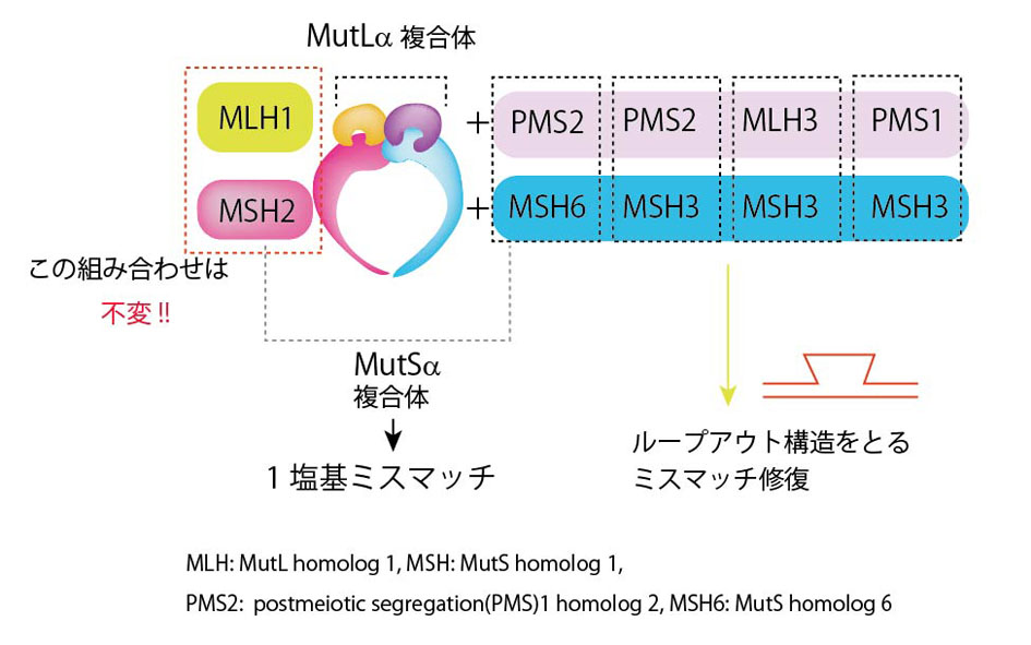 Mut-complex.jpg