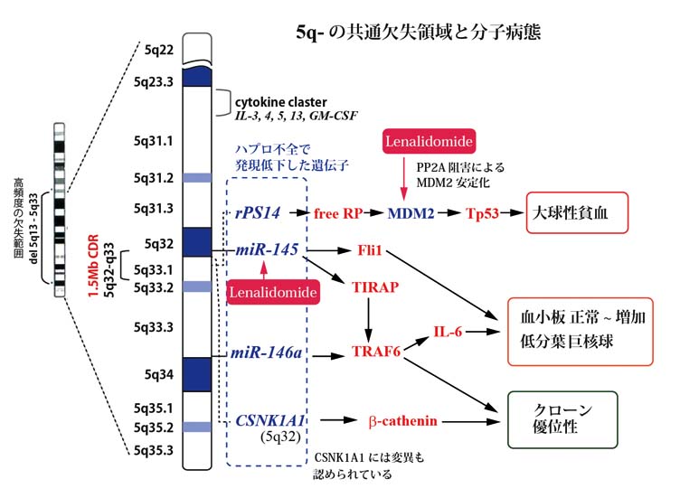 5q-CDRmolecular.jpg