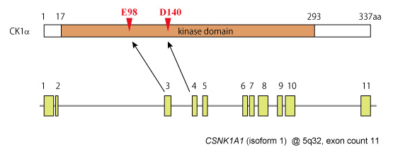 CSNK1A1-DNA02.jpg