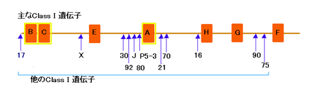 MHCclass1gene.png