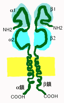 MHCclass2a.png
