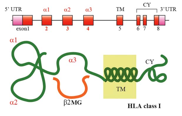 classI-geneprotein01.jpg