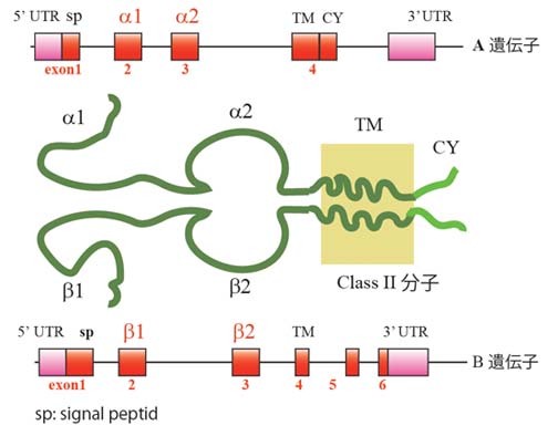 classII-geneprotein01.jpg