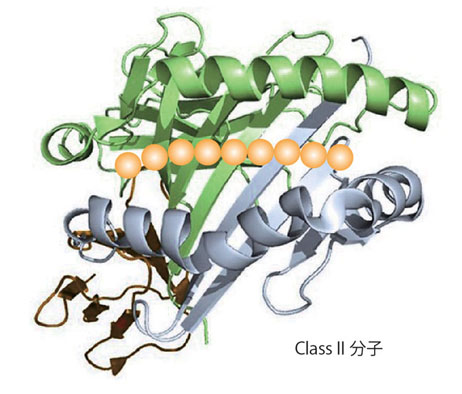 classII-structure01.jpg
