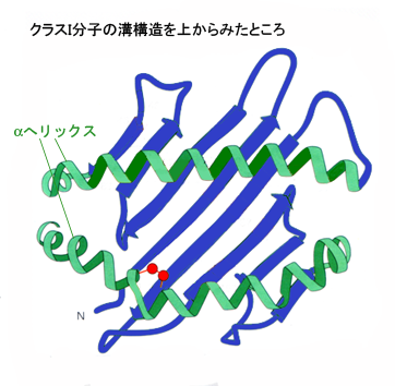 groove02.png