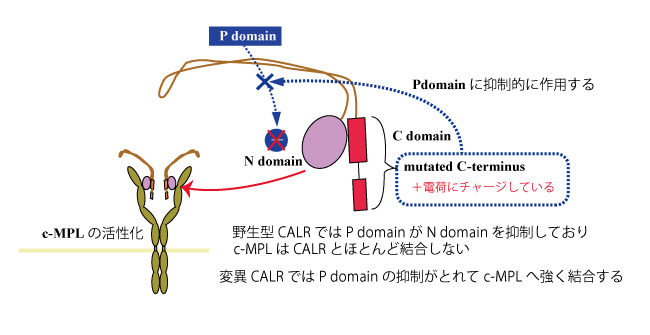 CALR-bind-to-cMPL.jpg