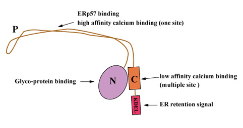 CALR-protein-structure.jpg