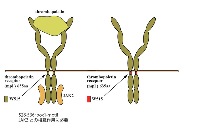 c-mpl.jpg
