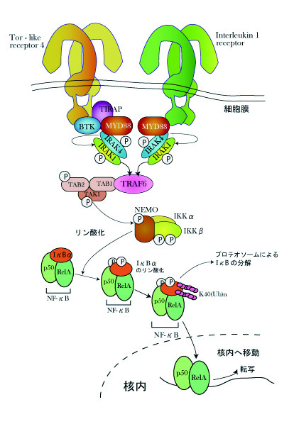 MYD88_NFkB01.jpg
