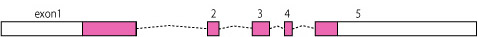 MYD88gene01.jpg