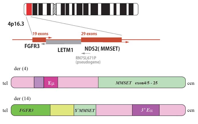 MMSET-FGFR3.jpg