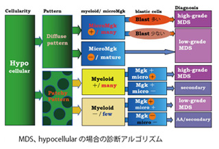 MDS_hypocellular_argorism02.jpg