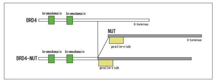BRD4NUT01.JPG