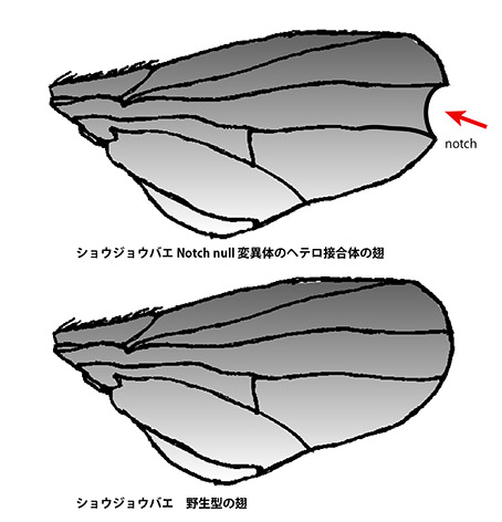Dorsophila-hane.jpg