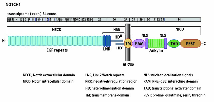 NOTCHprotein-structure.jpg