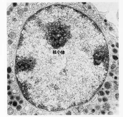 nucleolus.jpg