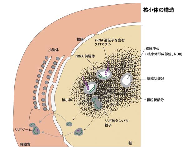 nucleolus01.jpg