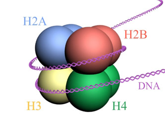 HistonStructure.jpg