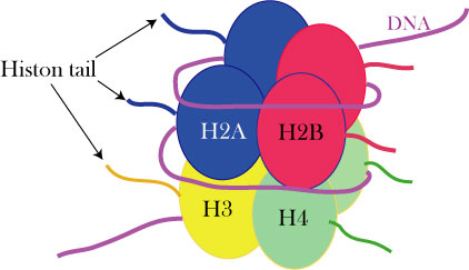 Histontail01.jpg