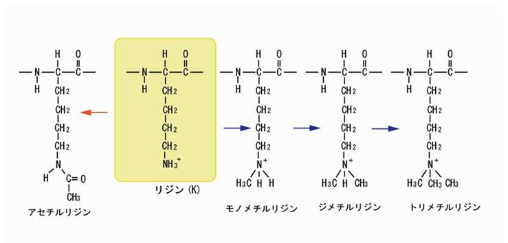 K_methylation04.jpg