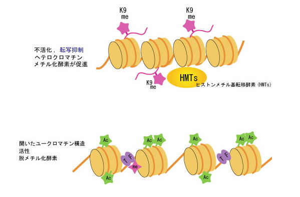 heterochromatin02.jpg