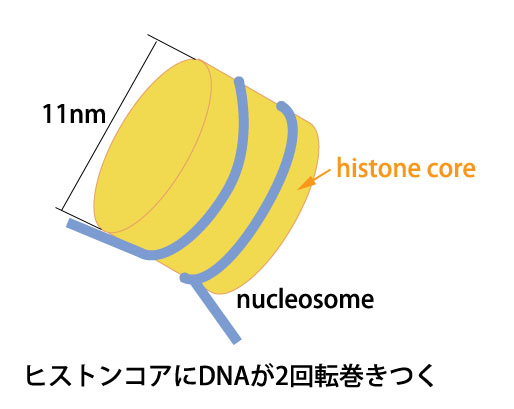 nucleosome03.jpg