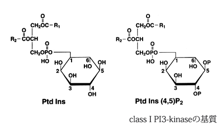 PtdINS4-5P2.jpg
