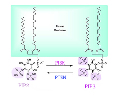 PIP2-PIP3copy.jpg