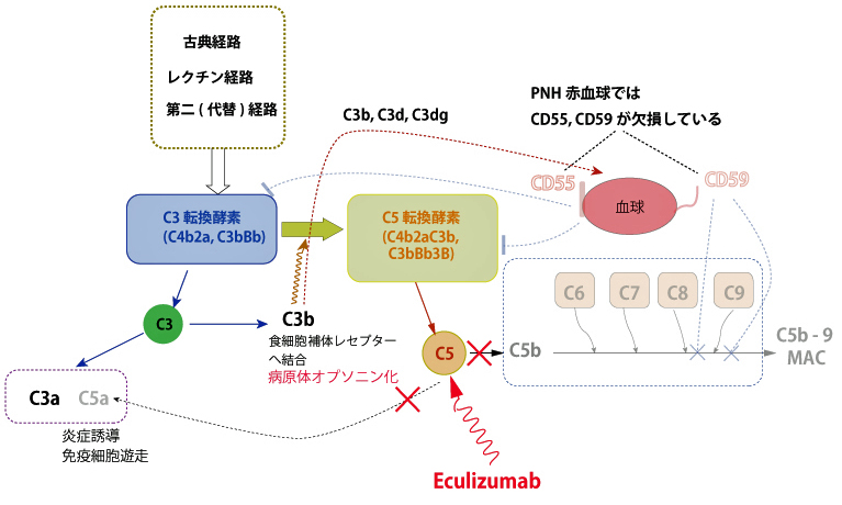 complement-system03.jpg