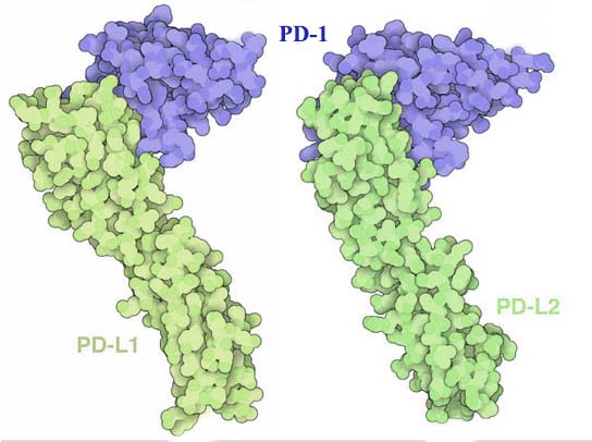 PD-1-PD-L1-PD-L2.jpg