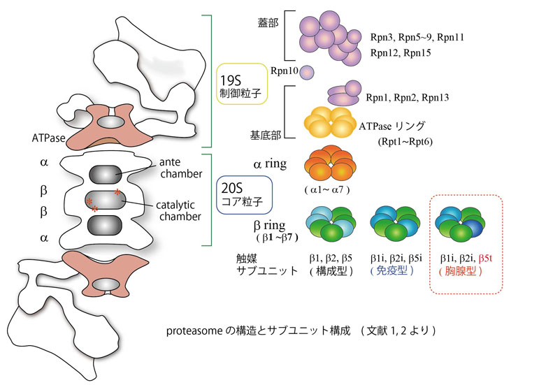 proteasome-subunits.jpg